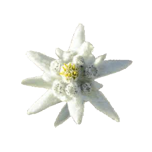 Edelweiss PNG-66289